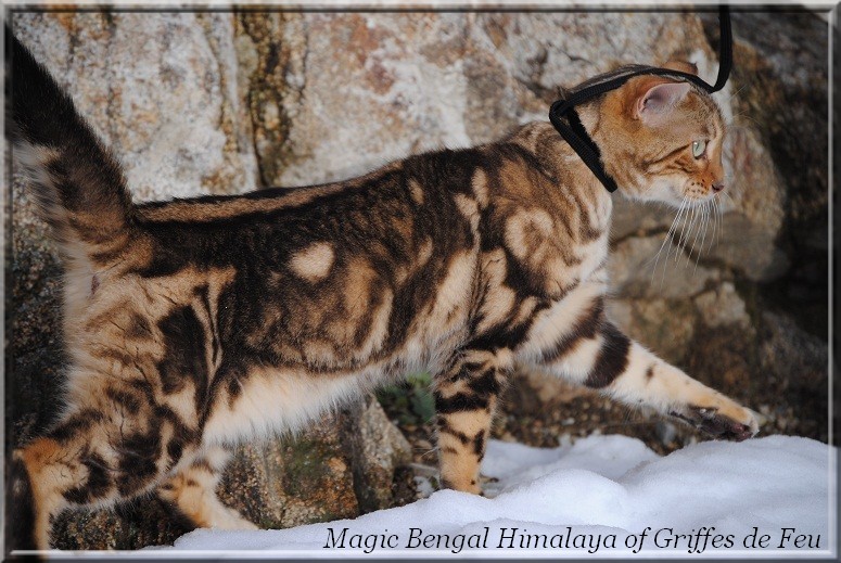 seal sepia marble bengal cat